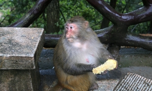 观 猴——张家界国家森林公园