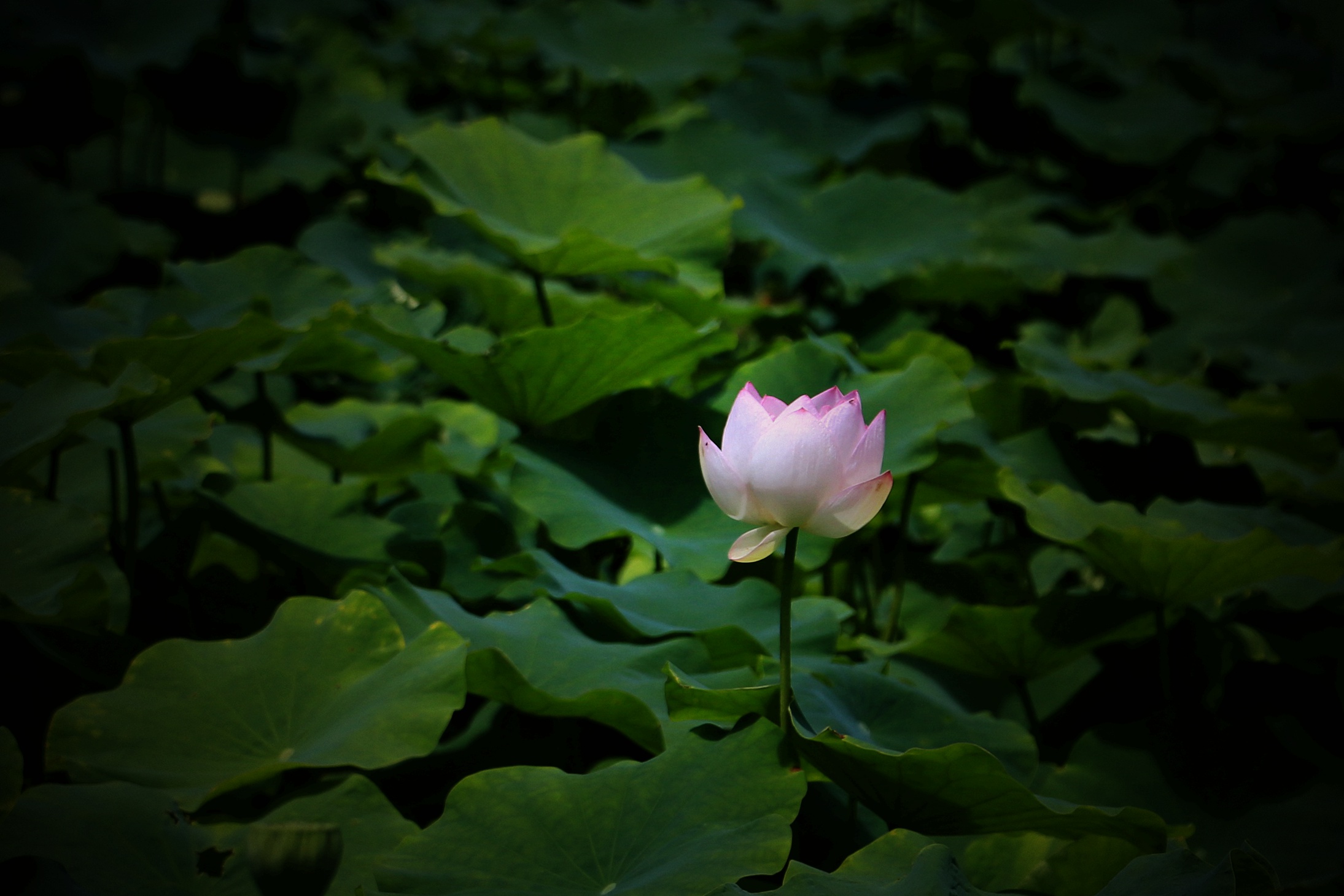 IMG_8875.JPG