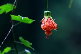 金铃花
